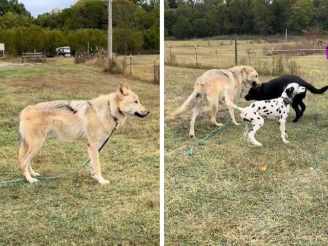 La reazione del cane lupo all’arrivo dell’amico appena arrivato in visita è tutta da vedere