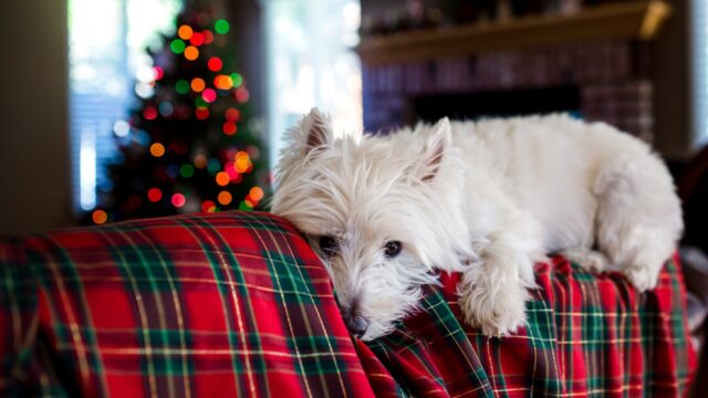 cane sul divano con la coperta natalizia