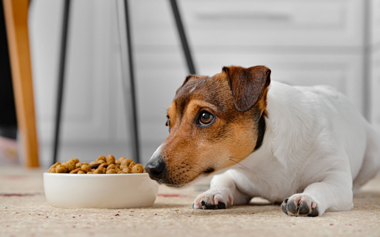 cane che non mangia