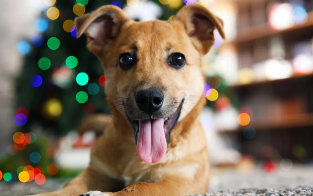 cane con albero di natale