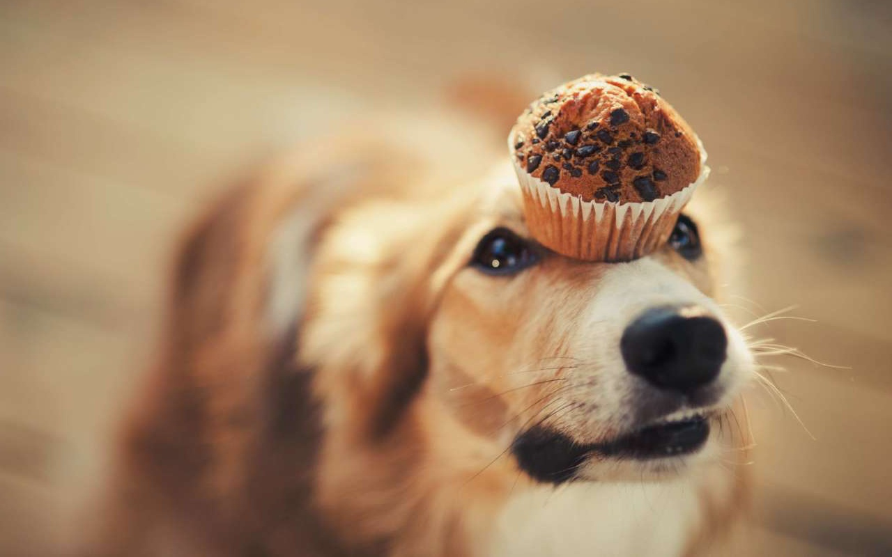 golden retriever gioca con un muffin