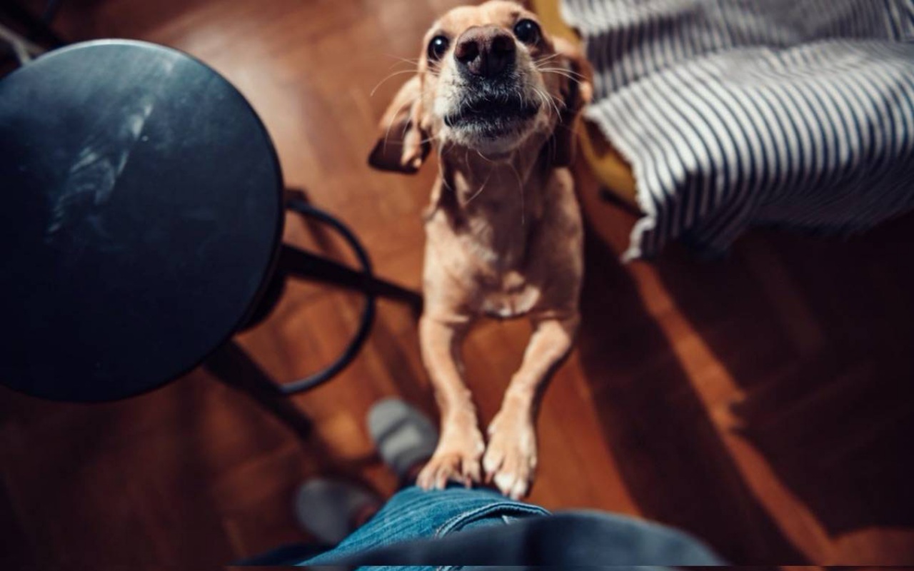 cane che vuole qualcosa dal padrone