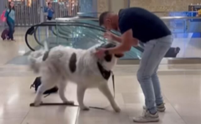 I suoi genitori umani vivono separati, ma quando si rivedono per questo cane è un momento di pura gioia (VIDEO)