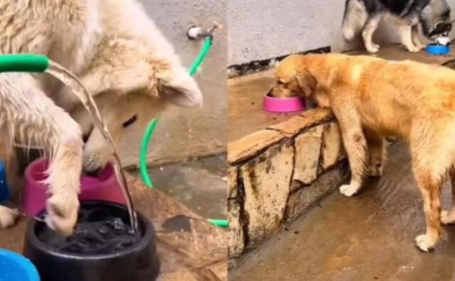 Questo Golden Retriever mostra ai suoi follower come ha passato il weekend: una storia di pura gioia (VIDEO)