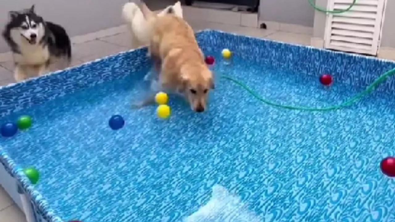 cane in piscina