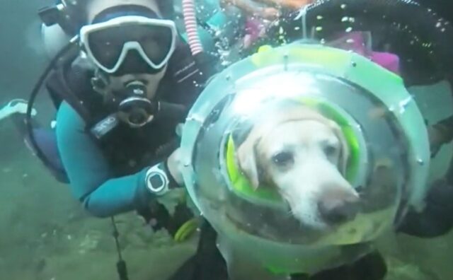 Un mondo nuovo e pieno di meraviglie: questo cane viene portato sott’acqua ed è colmo di stupore (VIDEO)