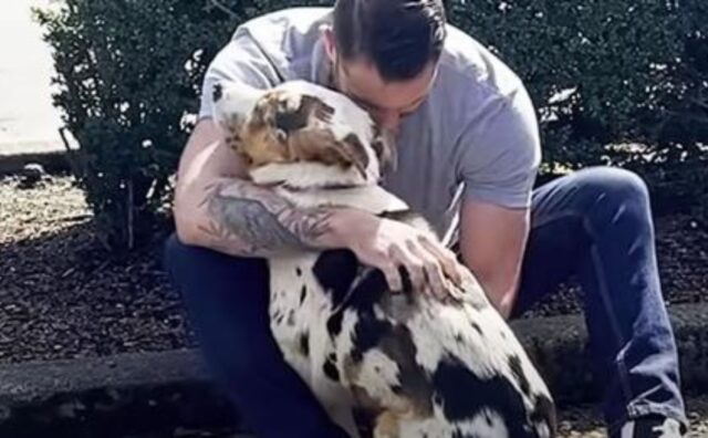 Solo e senza speranza, questo cane si è sciolto quando ha finalmente abbracciato il suo nuovo papà (VIDEO)