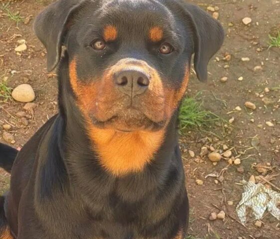 Cane perde la vita nel Parco del Roccolo a Parabiago: il racconto della sua mamma umana dell’incontro tragico con un cacciatore