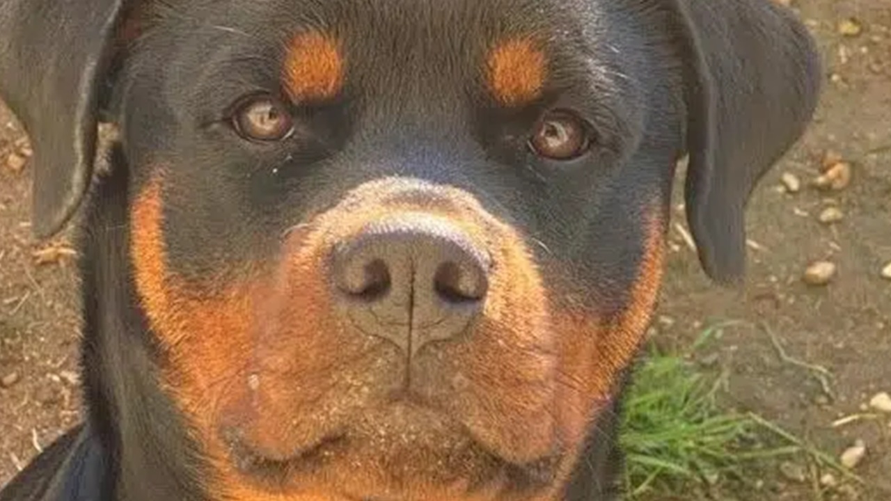 Primo piano del Rottweiler