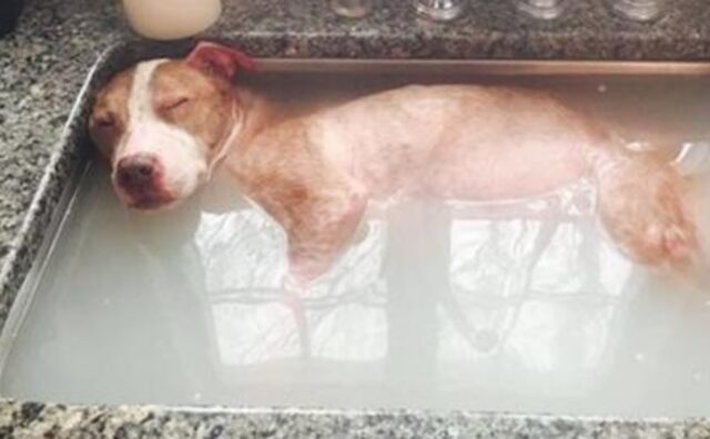 Orribilmente maltrattato, questo cane finalmente si gode un bagno e tutte le cure per la guarigione (VIDEO)