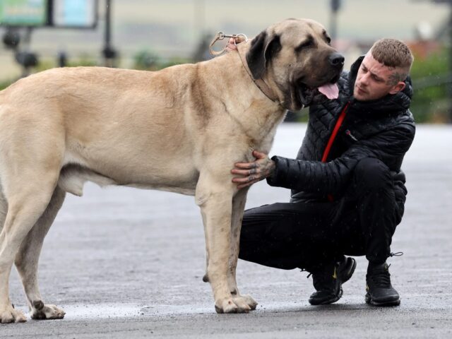 Il cane più grande del Regno Unito si chiama Abu