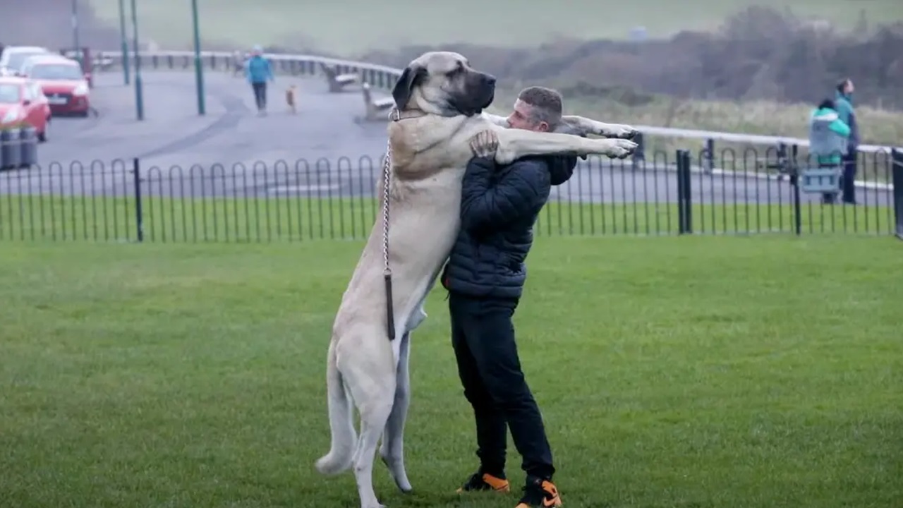 Cane più alto del proprietario