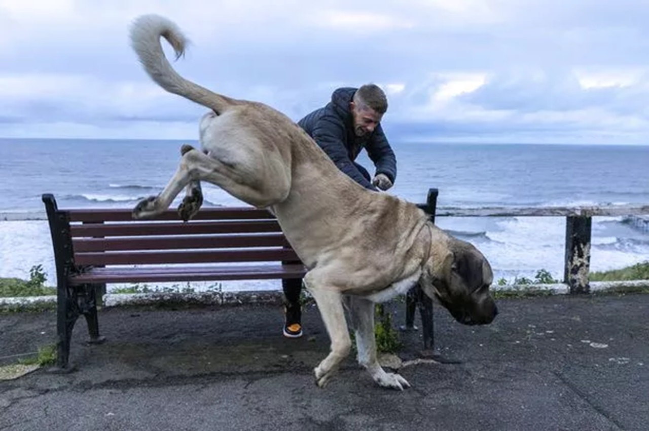 Cane scende dalla panchina