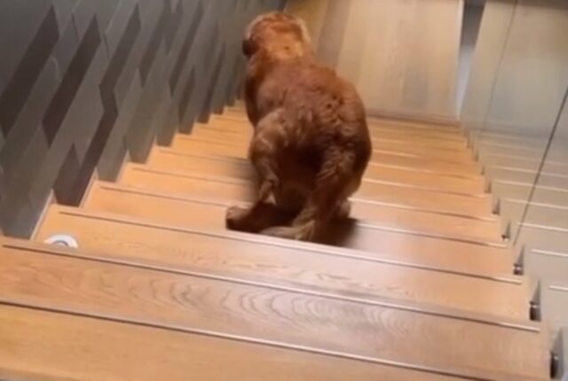 Cane sale le scale all’indietro di nascosto perché sa che non può andare al piano superiore