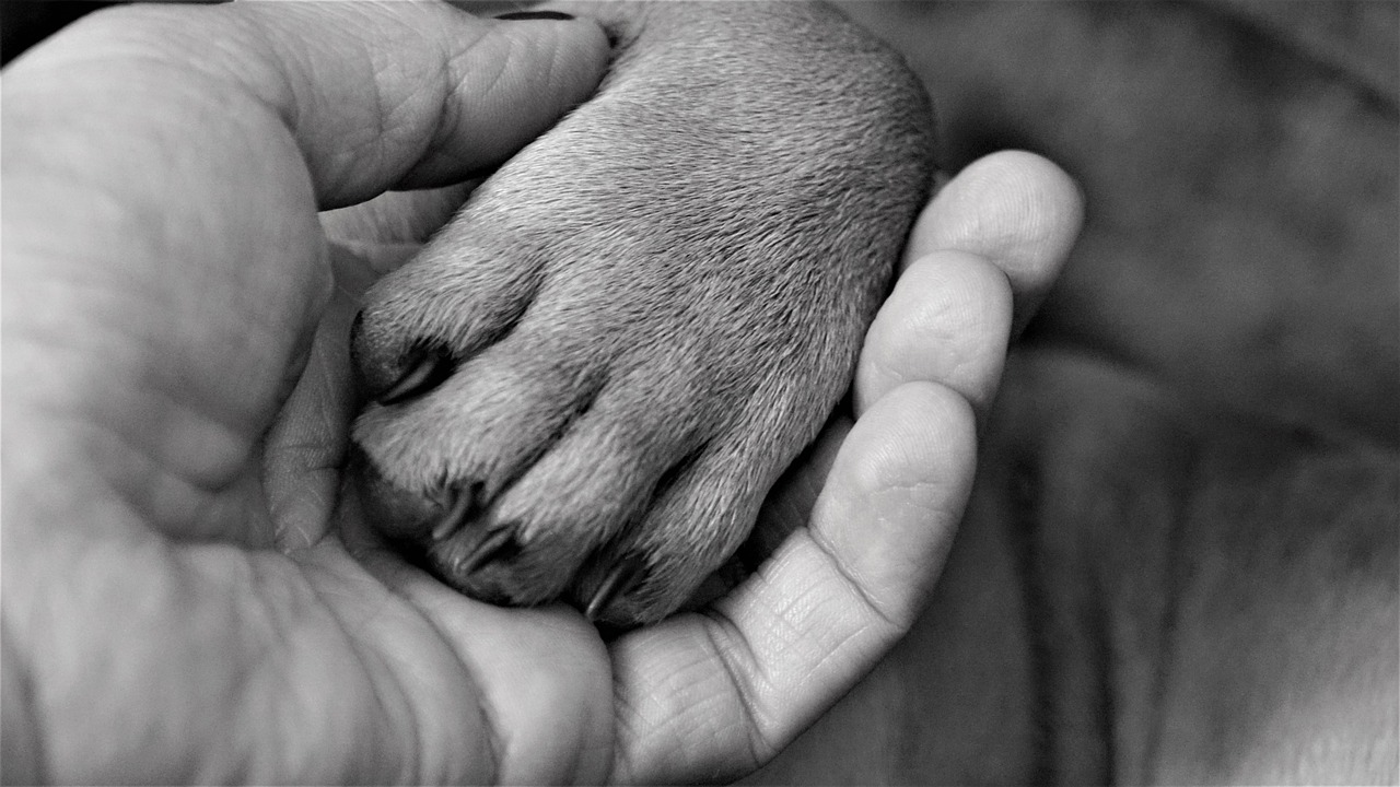 Mano umana e zampa canina