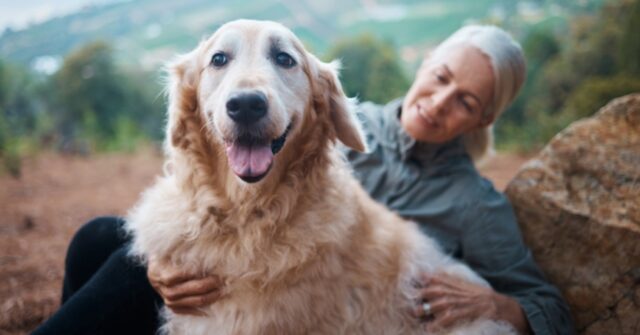 Cane spaventato dai fuochi d’artificio scappa e sopravvive all’attacco di un orso: torna a casa dopo due mesi