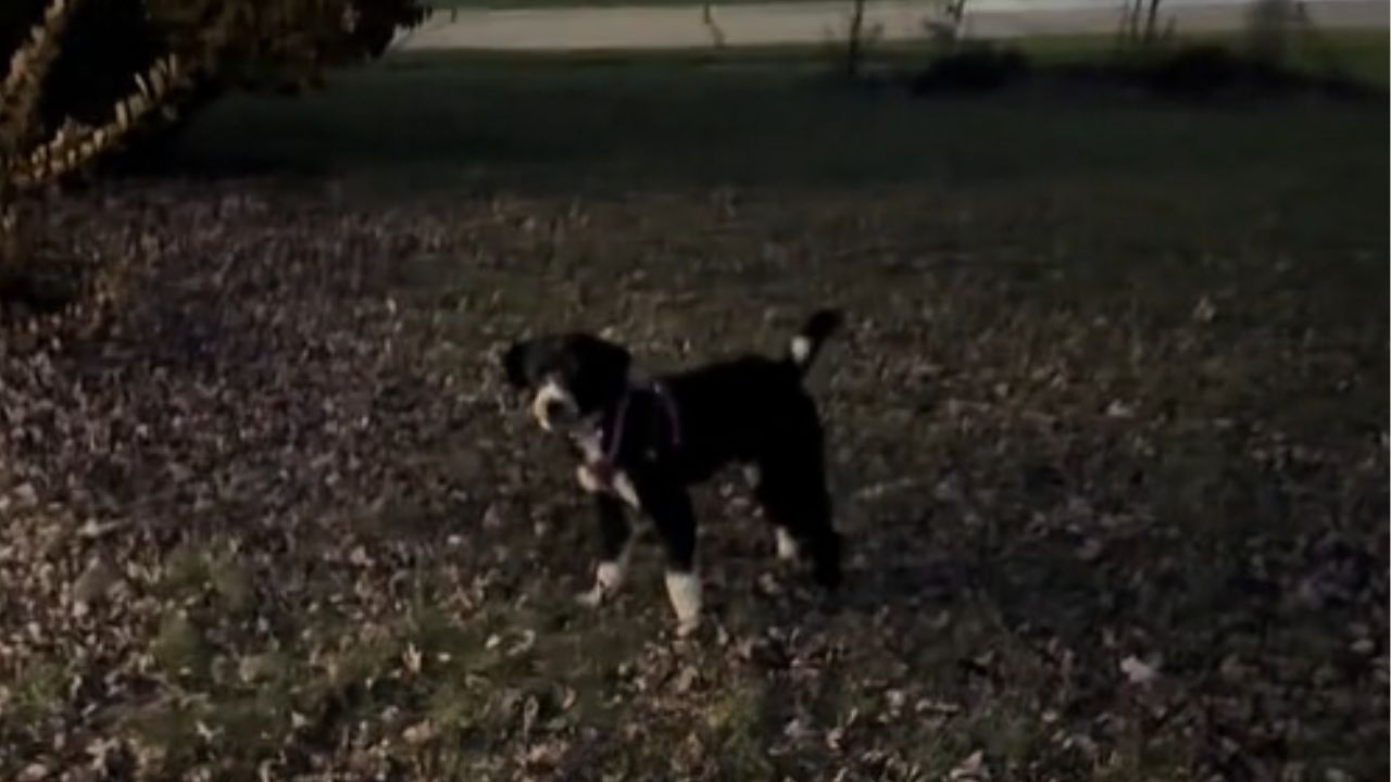 cane che guarda l'obiettivo