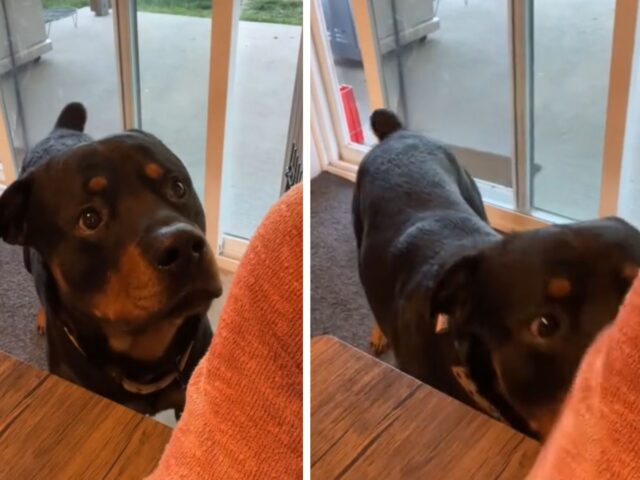 Il modo del Rottweiler di dire alla sua mamma che è ora della passeggiata non è troppo discreto