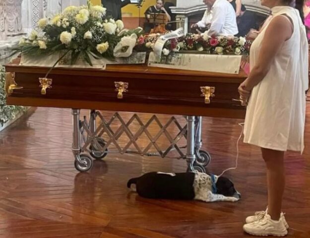 Cane al funerale del proprietario