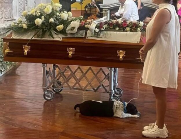 Cane sulla bara del proprietario, un poeta di strada con cui Pinto condivideva la sua vita