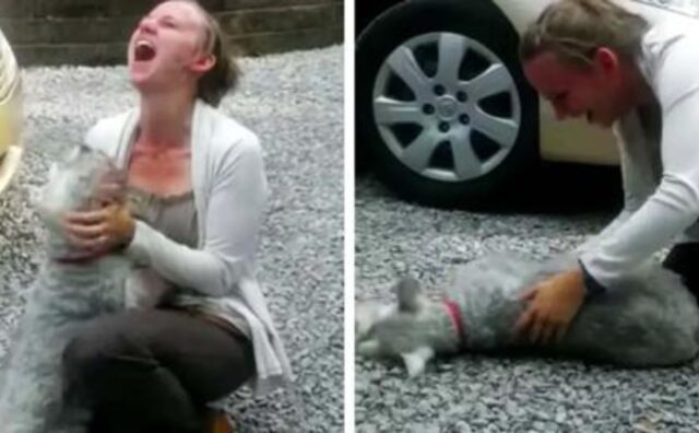 Perso per due anni, lo Schnauzer ritrova la sua amata padrona e sviene per l’emozione (VIDEO)