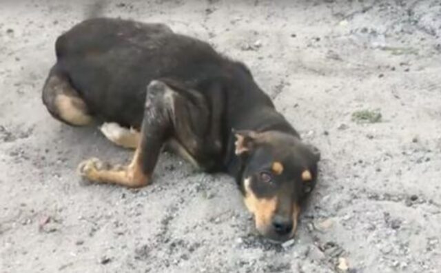 Il suo vecchio padrone voleva addormentarlo perché non camminava, ma per il cane c’era ancora speranza (VIDEO)