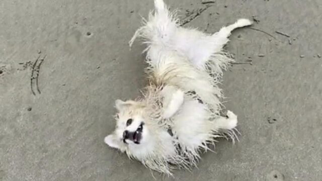 Cane vede per la prima volta il mare: ecco la sua reazione