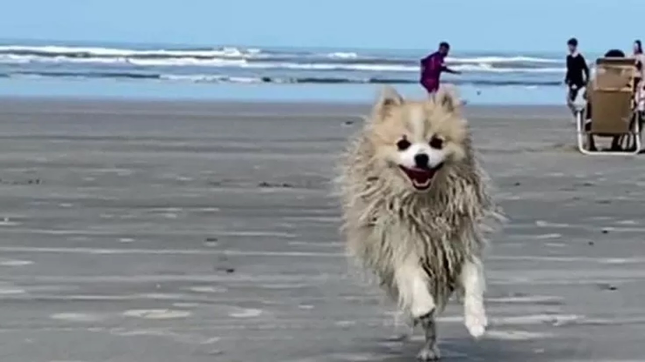 Volpino di Pomerania corre sulla spiaggia