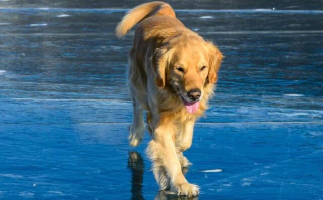 Il cane torna finalmente a pattinare dopo una lunga assenza e il suo entusiasmo è davvero palpabile (VIDEO)