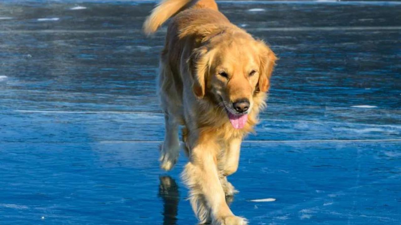 cane golden