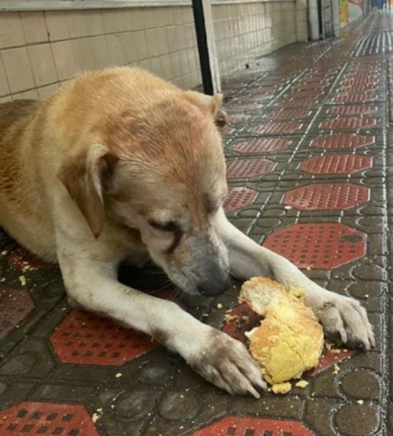 un cane che mangia pane