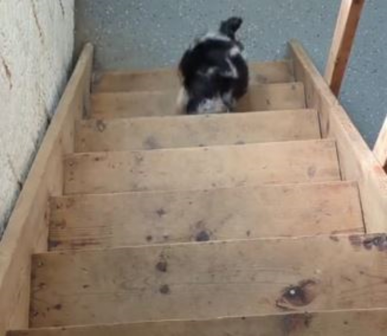 un cane che non riesce a salire le scale