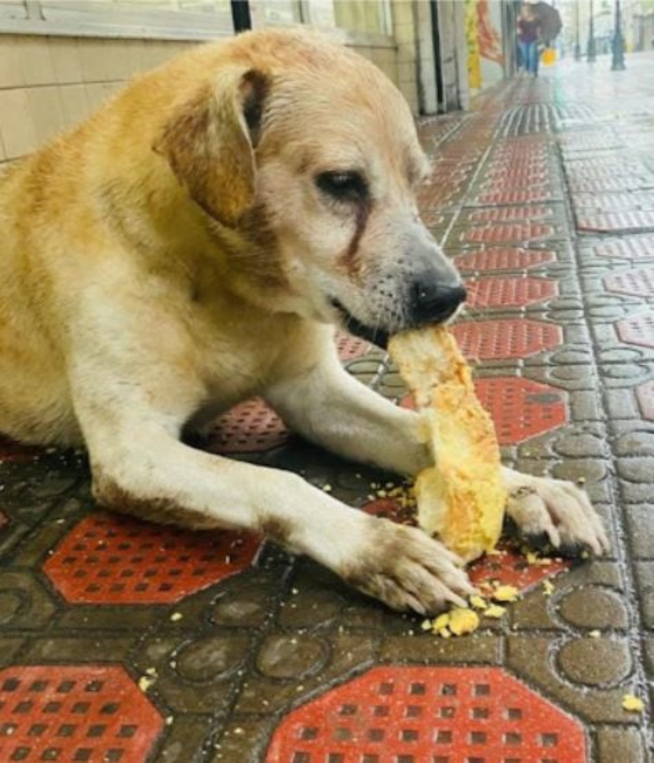 un cane che mangia