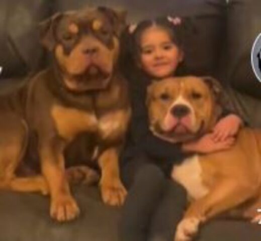 I cani di grossa taglia coccolano con amore una bambina sul divano: è la scena più tenera del mondo