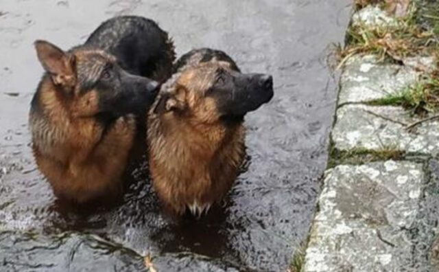I due cani sono caduti nel fiume e non riuscivano a tornare a riva, ma poi sono arrivati i Vigili del Fuoco