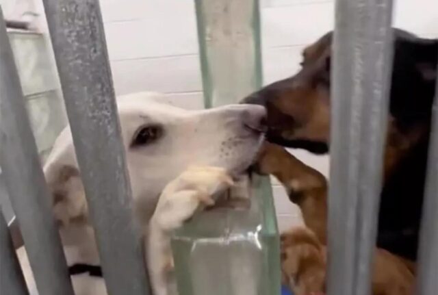 Si confortano a vicenda: i due cani chiusi in gabbia al canile cercano di darsi coraggio attraverso le sbarre