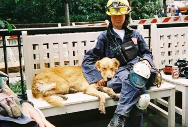 Sentono dolore più di quanto pensiamo: questi cani da salvataggio sono caduti in depressione dopo aver trovato solo morti