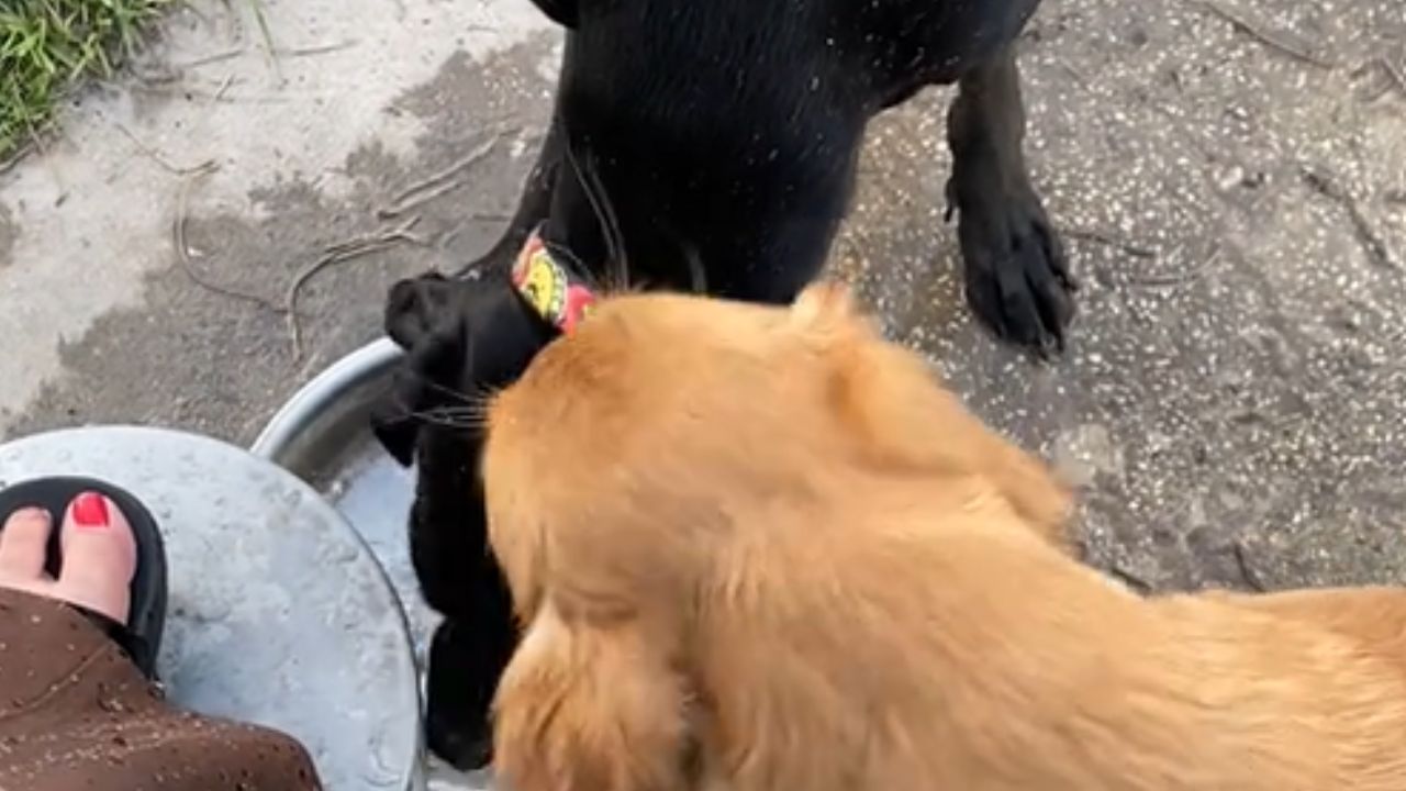 cani chinati su una ciotola di metallo