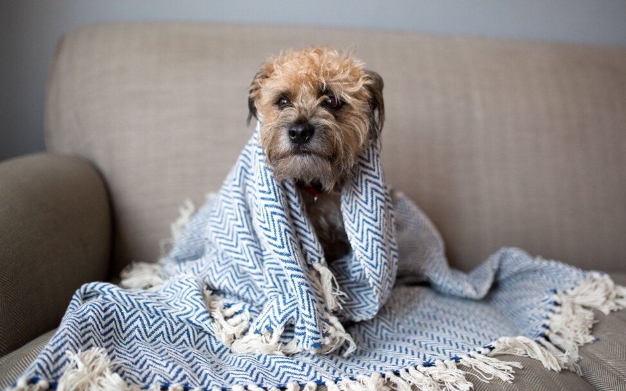 cane sotto la coperta