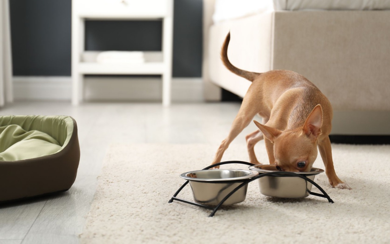 cagnolino che mangia la sua pappa