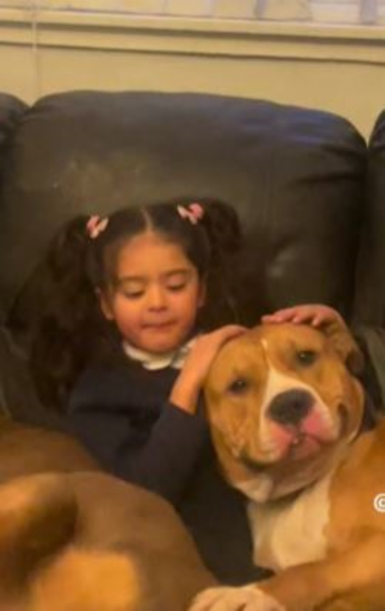 una bambina con due cani sul divano