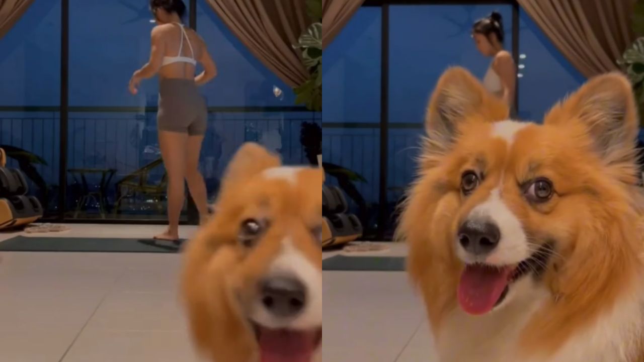 corgi interrompe seduta di yoga