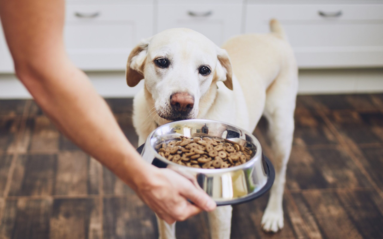 ciotola per cani