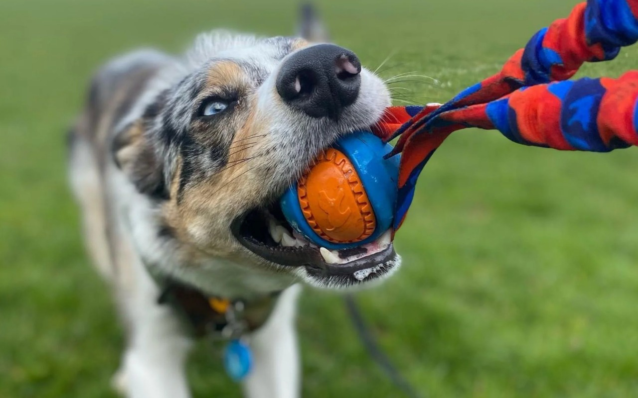 cane che gioca con la pallacorda