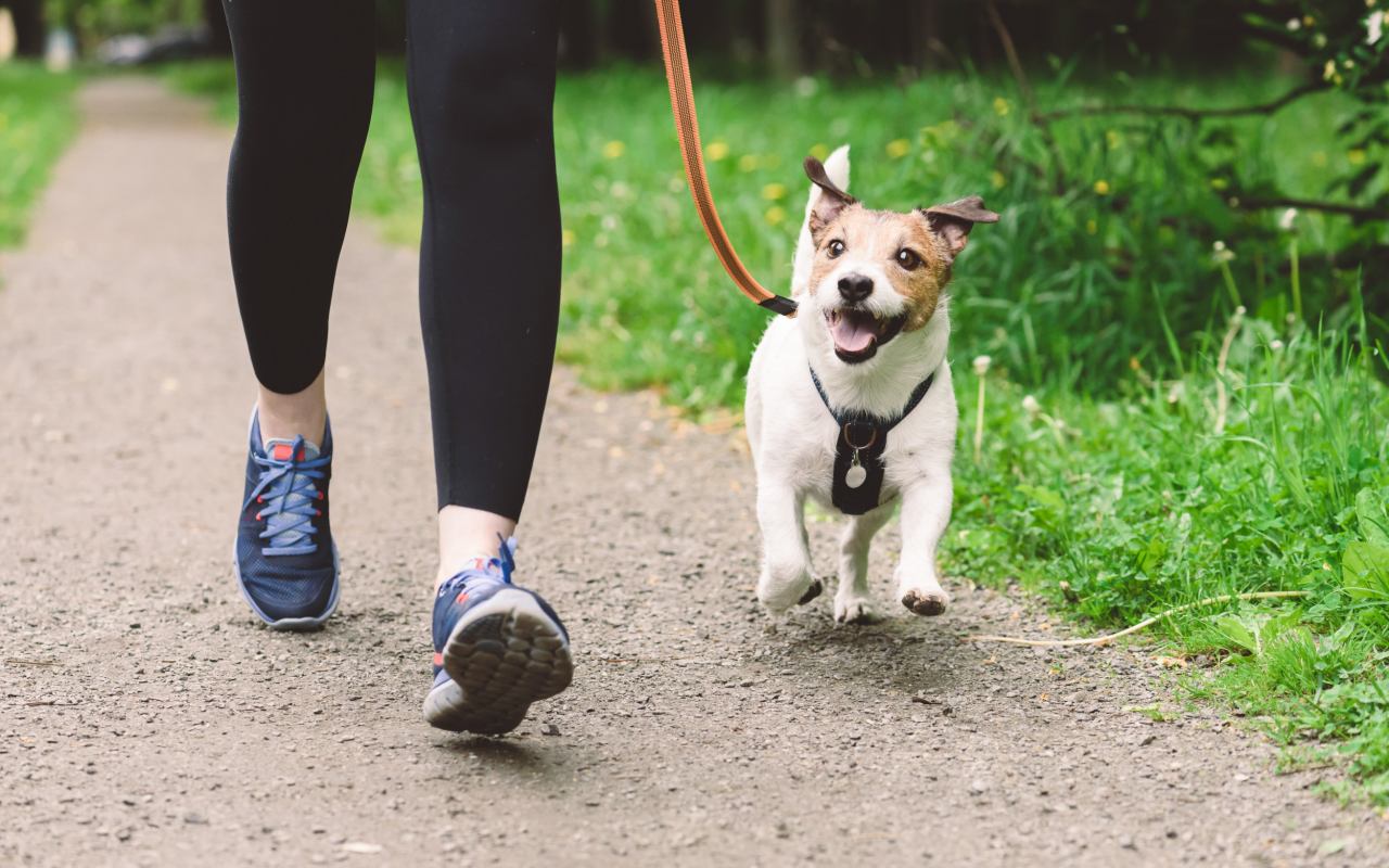 cane passeggia al guinzaglio