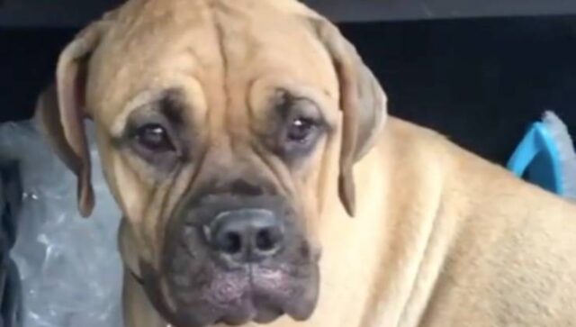 Cucciola di Bullmastiff costretta a camminare per 200 km prima di trovare un luogo sicuro