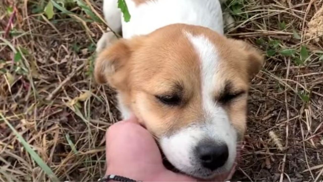 un cucciolo di cane abbandonato in strada