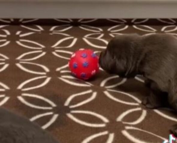 Il cucciolo di Labrador che capisce per la prima volta cos’è una palla fa impazzire tutti per la tenerezza