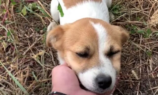 Un cucciolo abbandonato cerca riparo dalla tempesta e non riesce a contenere la sua eccitazione quando vede il suo salvatore