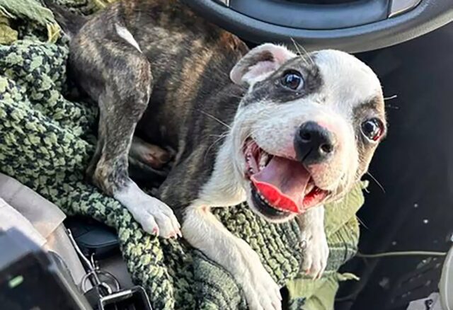 Cucciolo abbandonato con fascetta al collo salvato dal camionista su un’autostrada dell’Arizona